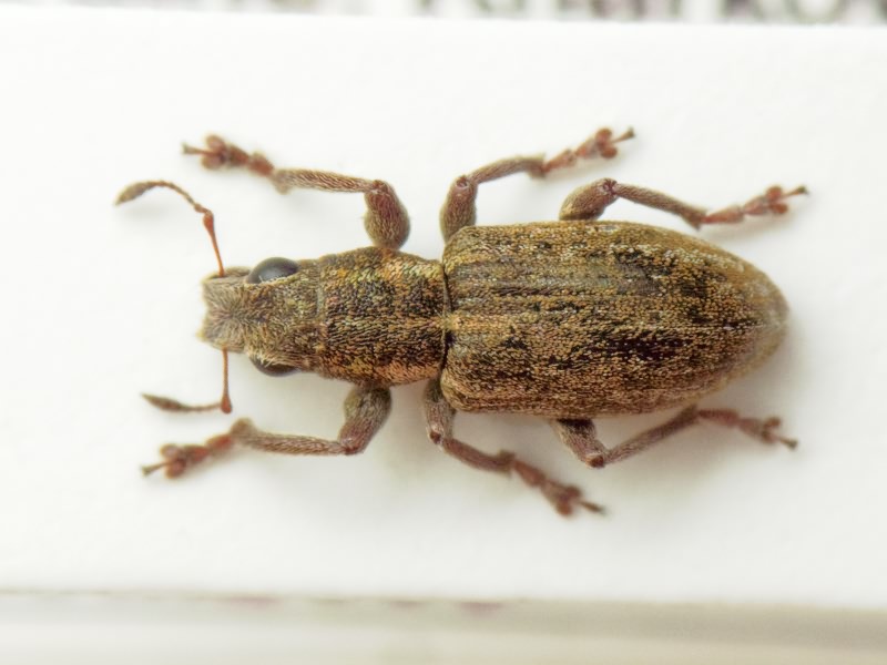 Sitona longulus Gyllenhal, 1834